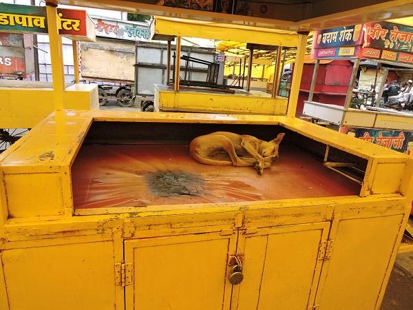 satara, fast, food, center, dogs, house, | फास्टफुड सेंटर की... कुत्र्यांचं पॉवर नॅप पॉर्इंट!